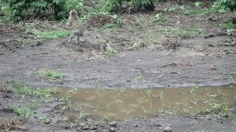 Vervet monkey and baby chasing insects Stock Footage 74132011
