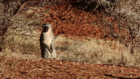 A vervet monkey basking in the sun, Mokala National Park, South Africa Video stock 144606044