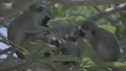 A vervet monkey is being groomed by another vervet. Stock Footage 170697609