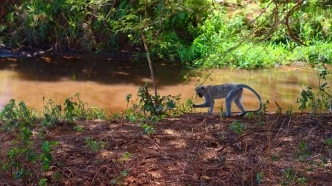 Vervet monkey (Blue ball monkey) in lake Manyara jungle in Tanzania national Stock Footage 73814669