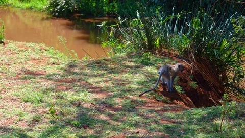 Vervet monkey (Blue ball monkey) in lake Manyara jungle in Tanzania national Stock Footage 73814684