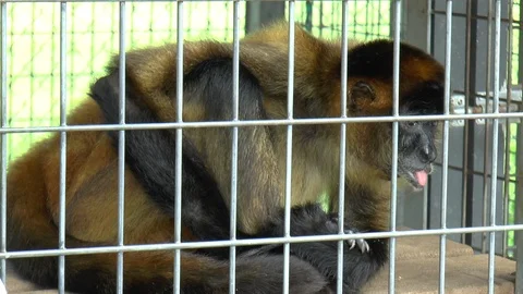 Vervet Monkey in a Cage Stock Footage 85595871