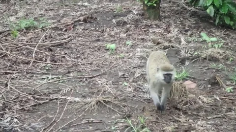 Vervet monkey catching and eating bugs Stock Footage 74131926