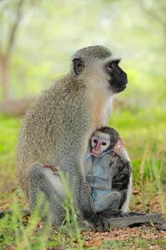Vervet monkey (Cercopithecus aethiops) with baby, Kruger National Park Stock Photos