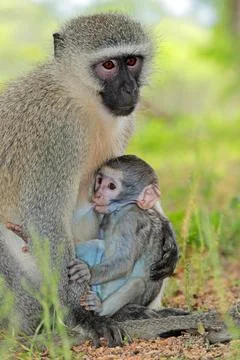 Vervet monkey (Cercopithecus aethiops) with baby, Kruger National Park Stock Photos