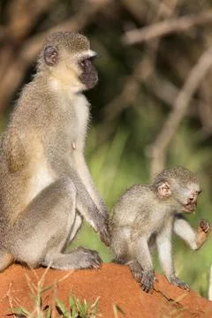 Vervet monkey (Cercopithecus aethiops), with baby, Kruger National Park, South Stock Photos