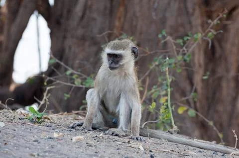 Vervet monkey (cercopithecus aethiops), chobe national park, botswana, africa Stock Photos