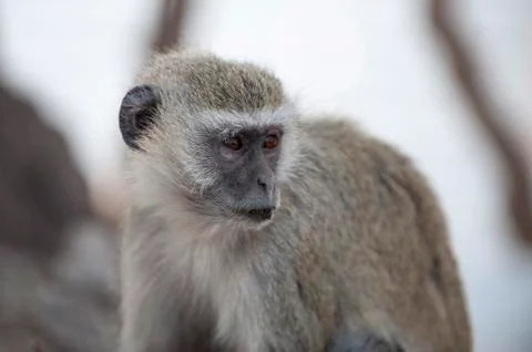 Vervet monkey (cercopithecus aethiops), chobe national park, botswana, africa Stock Photos
