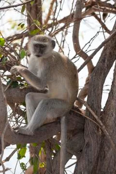 Vervet monkey (cercopithecus aethiops), chobe national park, botswana, africa Stock Photos