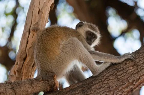 Vervet monkey (Cercopithecus aethiops), Chobe National Park, Botswana, Africa Stock Photos
