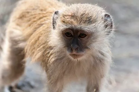Vervet monkey (Cercopithecus aethiops), Chobe National Park, Botswana, Africa Stock Photos
