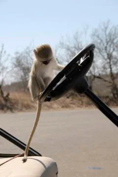 A vervet monkey (cercopithecus aethiops) examines a car in the krugerpark, so Stock Photos