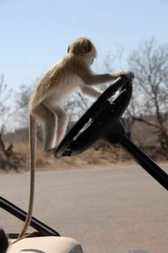 A vervet monkey (cercopithecus aethiops) examines a car in the krugerpark, so Stock Photos