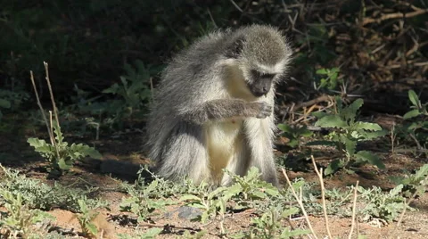 Vervet monkey (Cercopithecus aethiops) feeding on plants, South Africa Stock Footage 44407959