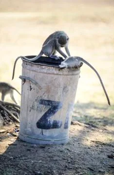 Vervet Monkey (Cercopithecus aethiops) in Great Zimbabwe, Masvingo, Zimbabwe Stock Photos