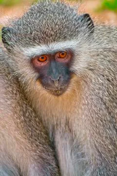 Vervet Monkey, Cercopithecus aethiops, Kruger National Park Stock Photos