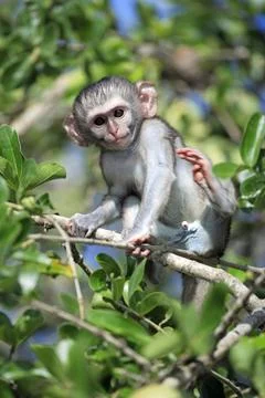 Vervet monkey Cercopithecus aethiops Kruger National Park South Africa juvenile Foto stock