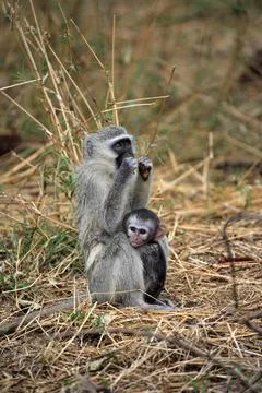 Vervet monkey Cercopithecus aethiops Kruger National Park South Africa Adult Foto stock
