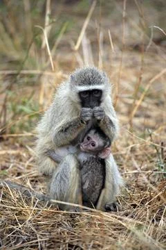 Vervet monkey Cercopithecus aethiops Kruger National Park South Africa Adult Foto stock
