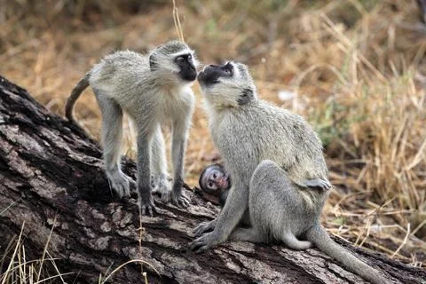 Vervet monkey Cercopithecus aethiops Kruger National Park South Africa adult Stock Photos