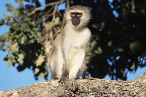 Vervet monkey (Cercopithecus aethiops), Kruger National Park, South Africa, Stock Photos