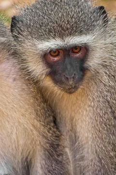 Vervet Monkey, Cercopithecus aethiops, Kruger National Park, Mpumalanga, South Stock Photos