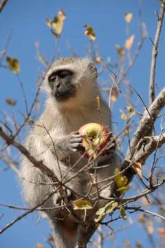 Vervet monkey (cercopithecus aethiops) in the krugerpark, south africa Stock Photos