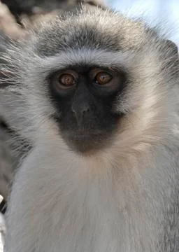 Vervet monkey (cercopithecus aethiops) in the krugerpark, south africa Stock Photos
