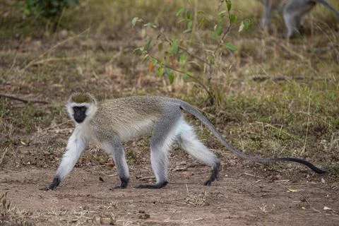 Vervet monkey (Cercopithecus aethiops) Masai Mara Kenya Stock Photos