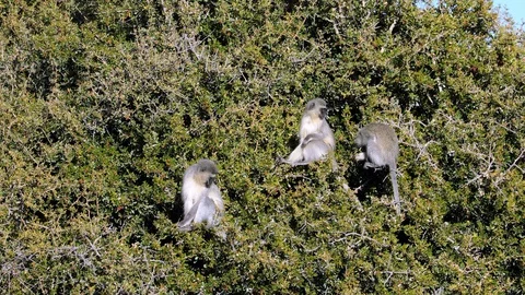 Vervet monkey (Cercopithecus aethiops) relaxing and enjoying sunlight in a Stock-Footage 128347908