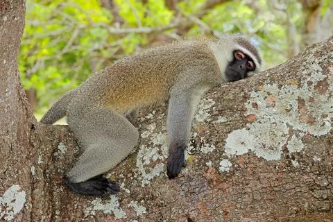 Vervet monkey (Cercopithecus aethiops) resting in a tree, Kruger National Park Stock Photos