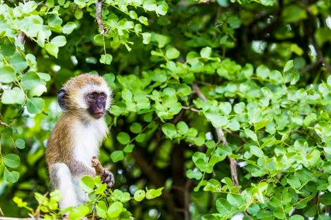Vervet monkey (Cercopithecus aethiops) sitting in a tree, South Africa Stock Photos