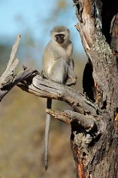 A vervet monkey (Cercopithecus aethiops) sitting in a tree A vervet monkey... Stock Photos
