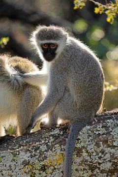 A vervet monkey (Cercopithecus aethiops) sitting in a tree, South Africa. Stock Photos