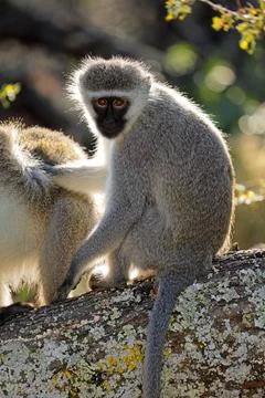 A vervet monkey (Cercopithecus aethiops) sitting in a tree A vervet monkey... Foto stock