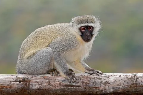 Vervet monkey (Cercopithecus aethiops) sitting in natural habitat, South Africa Stock Photos