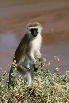 Vervet monkey Cercopithecus aethiops Velvet monkey Stock Photos