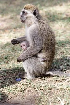 Vervet monkey (Cercopithecus ethiops) Stock Photos