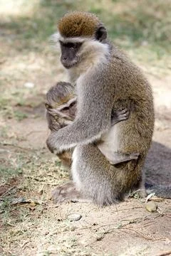 Vervet monkey (Cercopithecus ethiops) Stock Photos