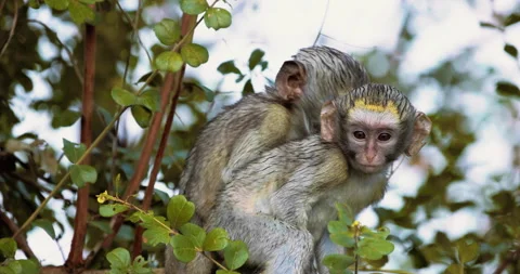 Vervet Monkey, Cercopithecus pygerythrus, babies play in the trees, slow motion Stock-Footage 200786343
