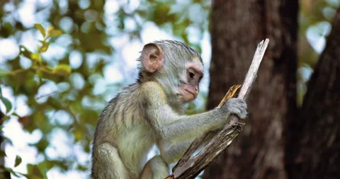 Vervet Monkey, Cercopithecus pygerythrus, babies play in the trees, slow motion Stock-Footage 200837377
