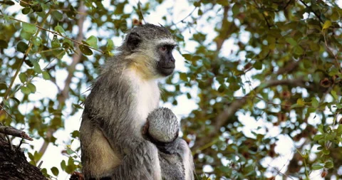 Vervet Monkey, Cercopithecus pygerythrus, babies play in the trees, slow motion Vídeos de archivo 200837732