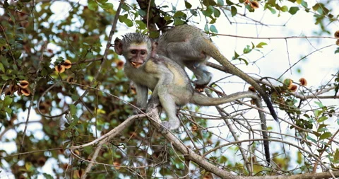 Vervet Monkey, Cercopithecus pygerythrus, babies play in the trees, slow motion Stock-Footage 200838069