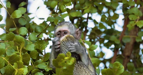 Vervet Monkey, Cercopithecus pygerythrus, babies play in the trees, slow motion Stock-Footage 200838173