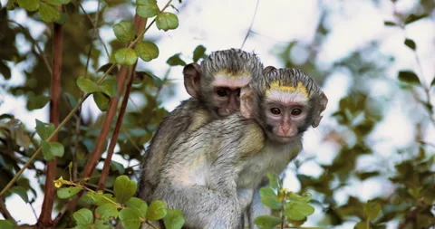 Vervet Monkey, Cercopithecus pygerythrus, babies play in the trees, slow motion Stock Footage 262114369