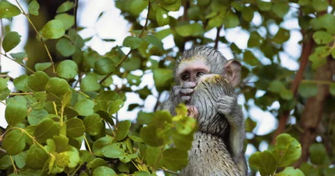 Vervet Monkey, Cercopithecus pygerythrus, babies play in the trees, slow motion Stock Footage 262114517