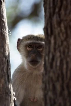 Vervet monkey (cercopithecus pygerythrus) Stock Photos