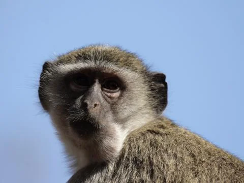 Vervet monkey (cercopithecus pygerythrus) Foto stock