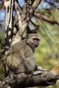 Vervet monkey (cercopithecus pygerythrus) Stock Photos