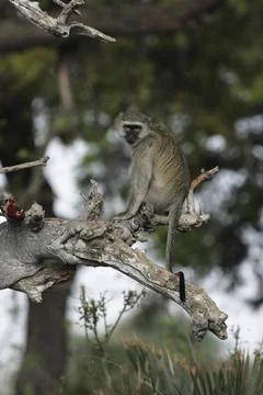 Vervet monkey (Cercopithecus pygerythrus) sitting on a tree in the Okavango 写真素材